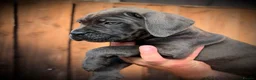 Cane Corso dogs for sale: 🐾 Balestra Magica Corso – Litter “K” 🐾 IKC/FCI - Advert 18