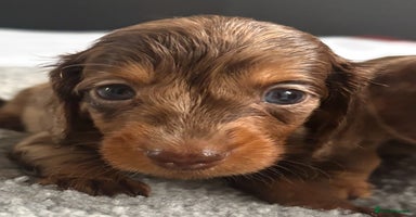 Miniature Dachshund dogs - Advert 1