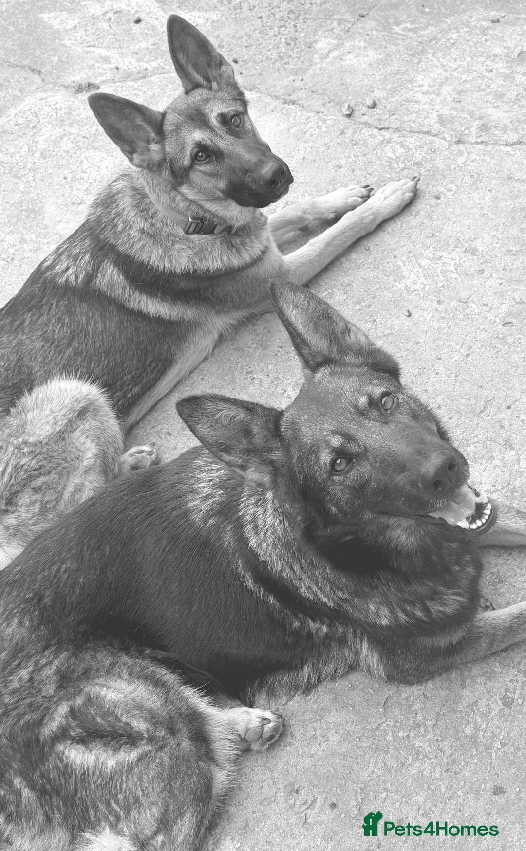 German Shepherd dogs for sale: 2 German shepherds - Advert 2