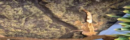 Gecko reptiles for sale: Crested gecko male comes with full setup - Advert 3