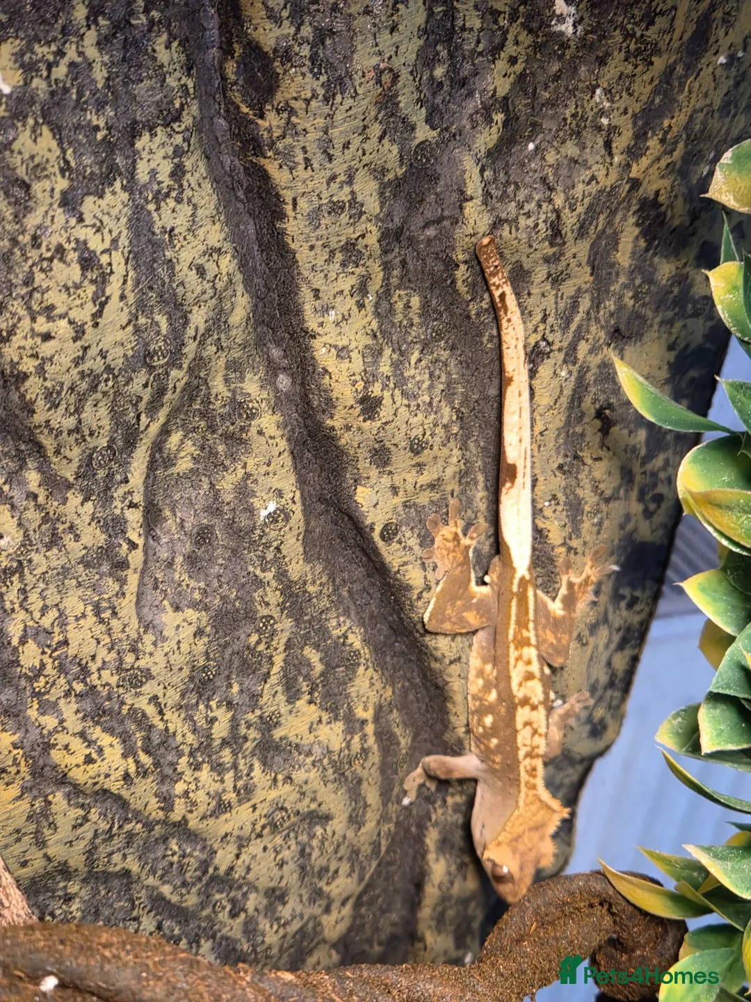 Gecko reptiles for sale: Crested gecko male comes with full setup - Advert 3