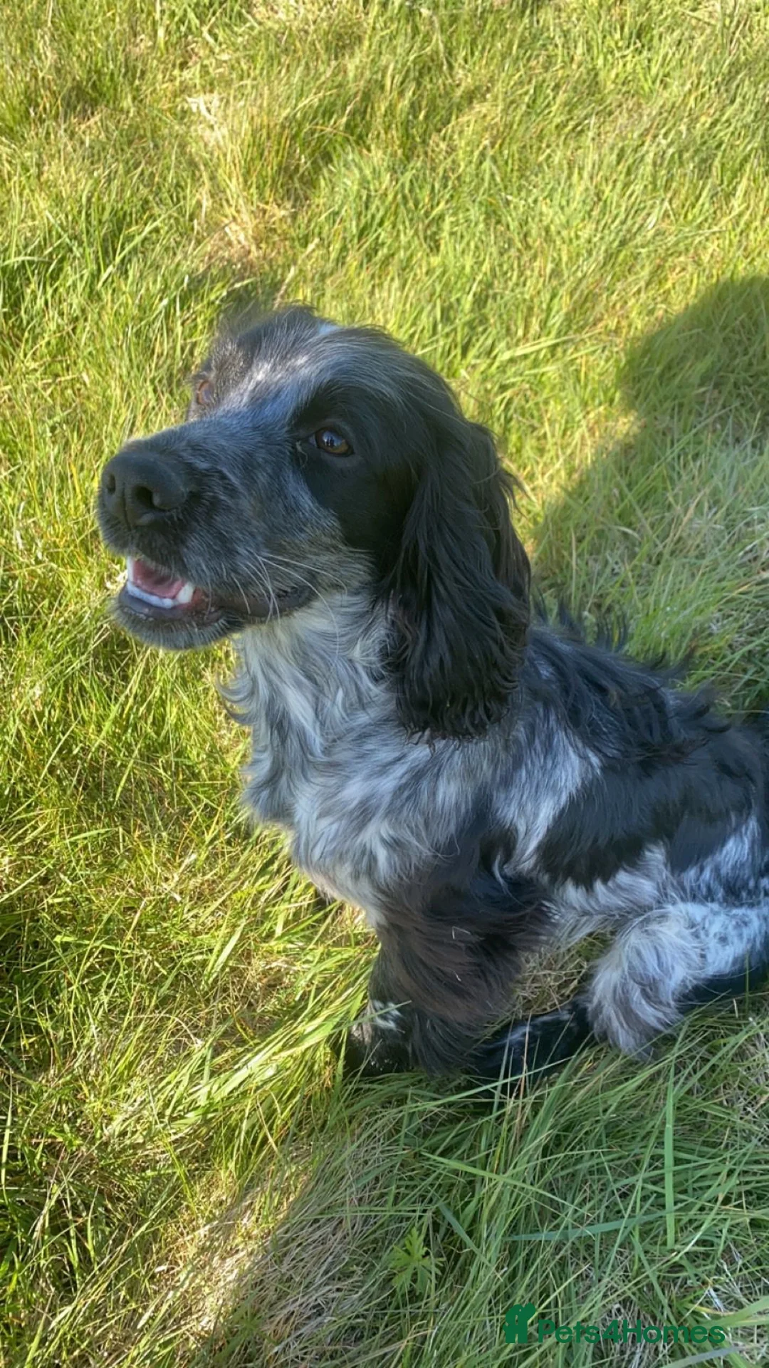 Cocker Spaniel dogs for stud: Dubie  - Advert 7