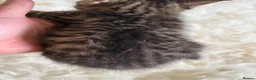 Mixed Breed cats for sale: Home Reared Kittens – ready Sat 11th July - Advert 21