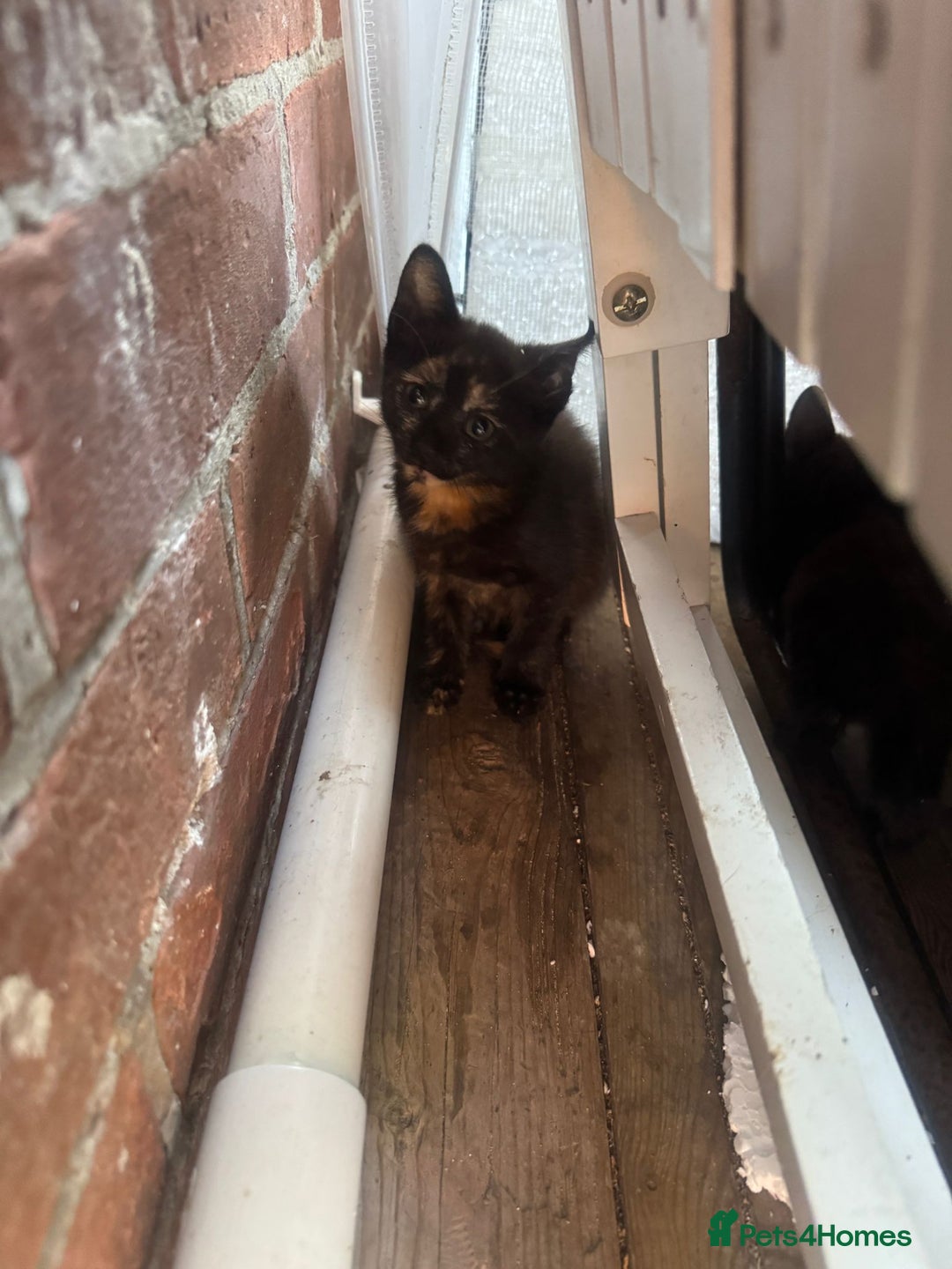 European cats for sale: Beautiful kittens  - Image 3
