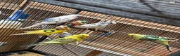Budgerigars birds for sale: Young mixed coloured budgies for sale  - Advert 7