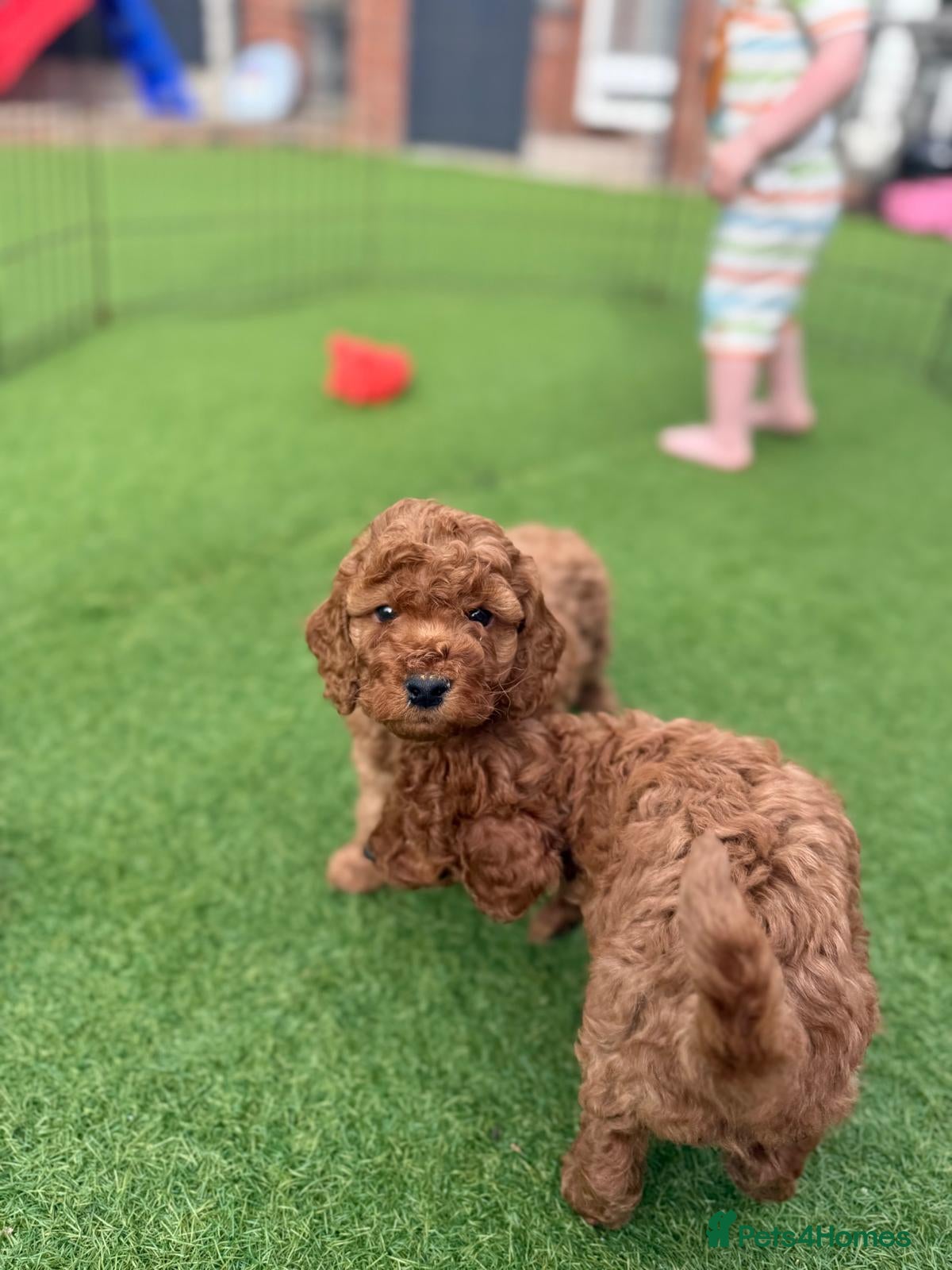 Cockapoo dogs F2 Cockerpoo’s - Advert 1