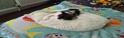 Mixed Breed cats for sale: Lovely kittens ready now in Dudley - Advert 5