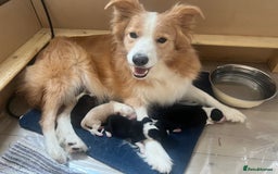 Border Collie dogs for sale: Border Collie Puppies (DNA clear tested parents) - Image 7