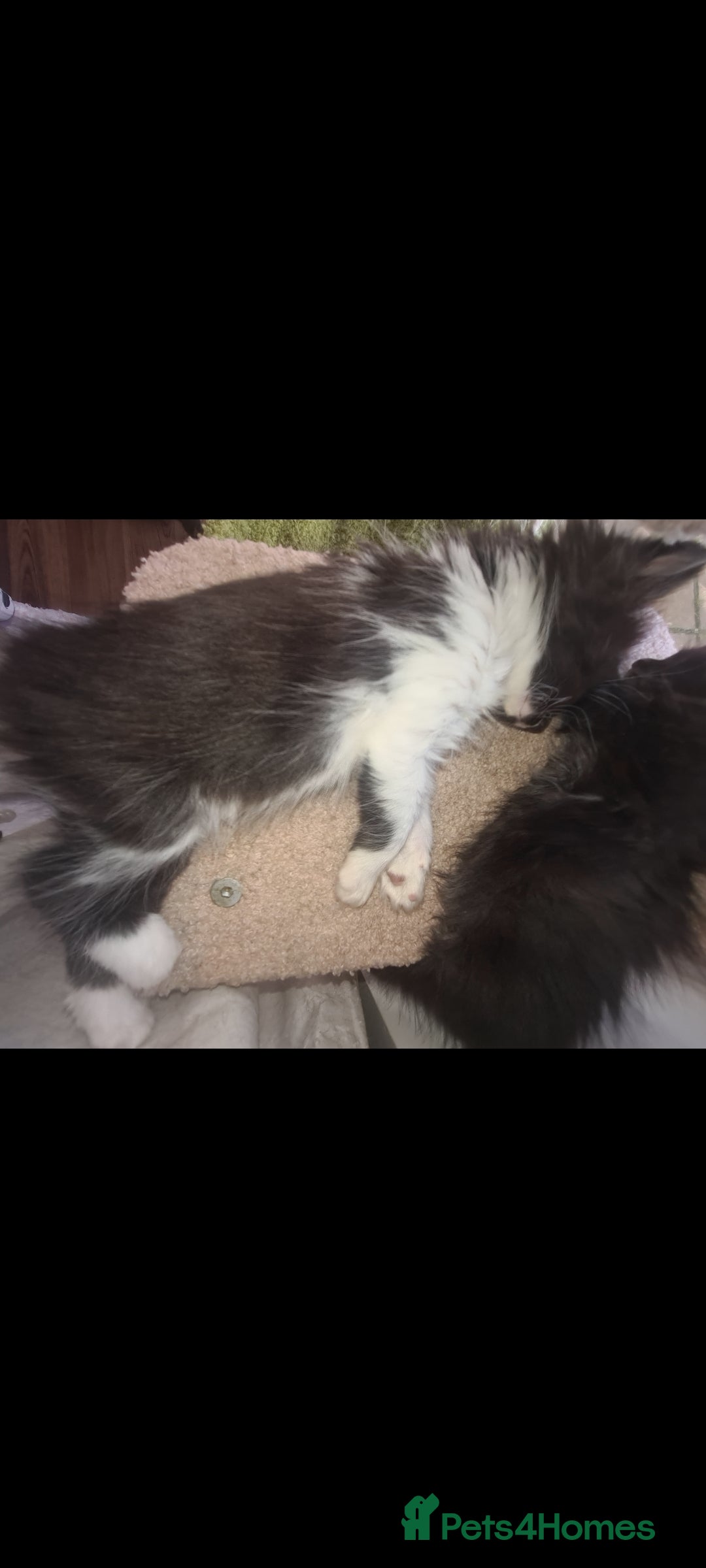 Mixed Breed cats for sale: Friendly bunch of beautiful kittens  - Image 12