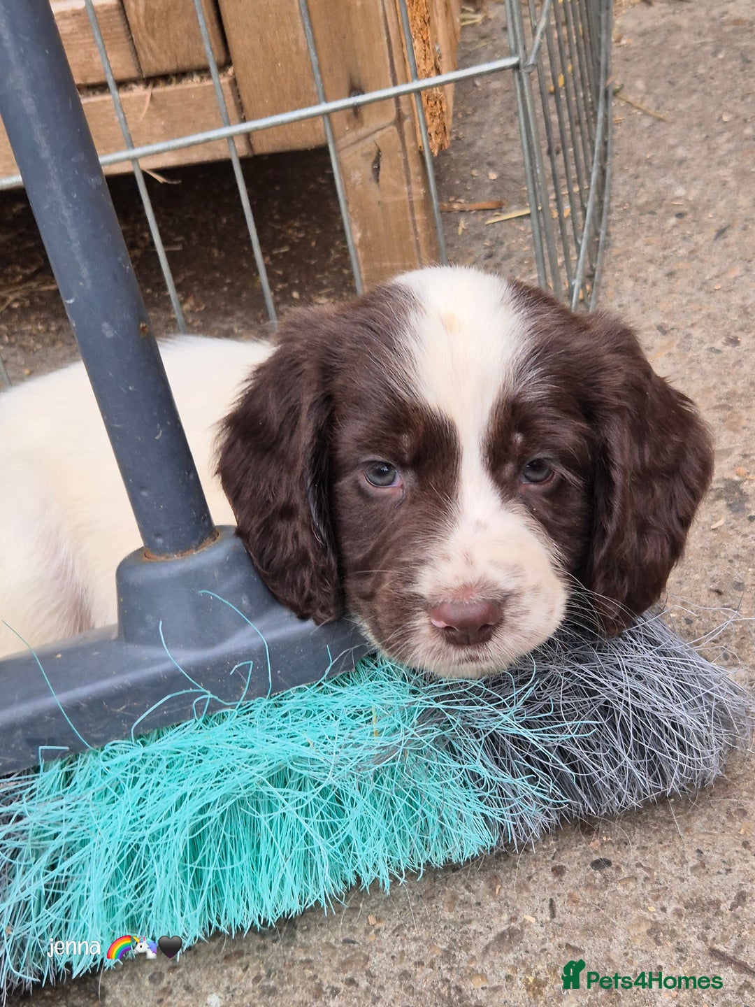 Sprocker dogs for sale: Beautiful sprocker pups  - Image 6