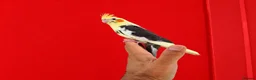 Cockatiels birds for sale: Hand tamed Cockatiels  - Advert 7