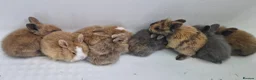 Mini Lion Lop rabbits for sale: Baby mini lop and lionhead - Advert 4