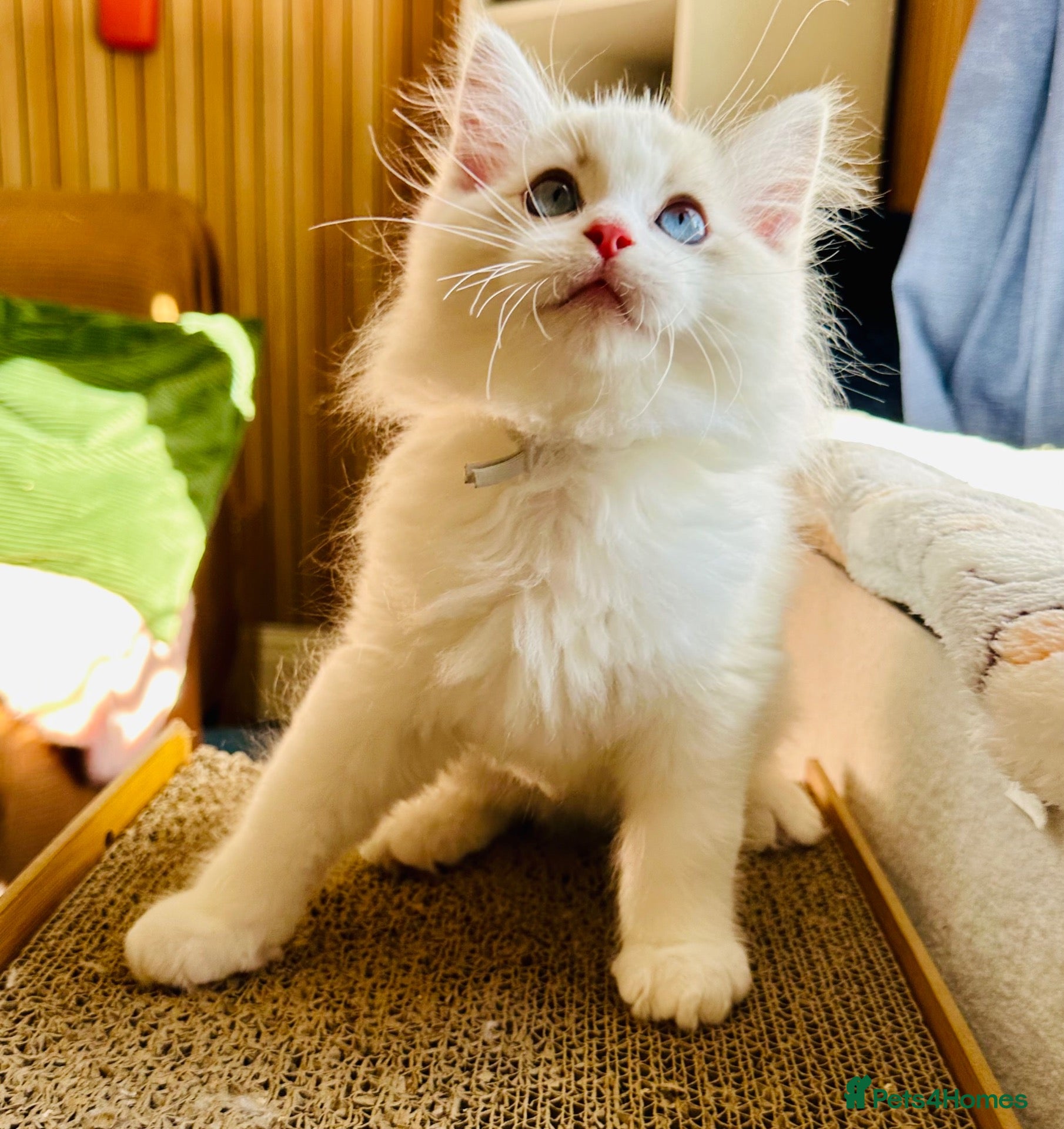 Ragdoll cats READY NOW — BEAUTIFUL RAGDOLL KITTENS - Advert 16