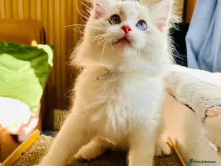 Ragdoll cats READY NOW — BEAUTIFUL RAGDOLL KITTENS - Advert 16