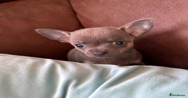 Chihuahua dogs - Advert 2