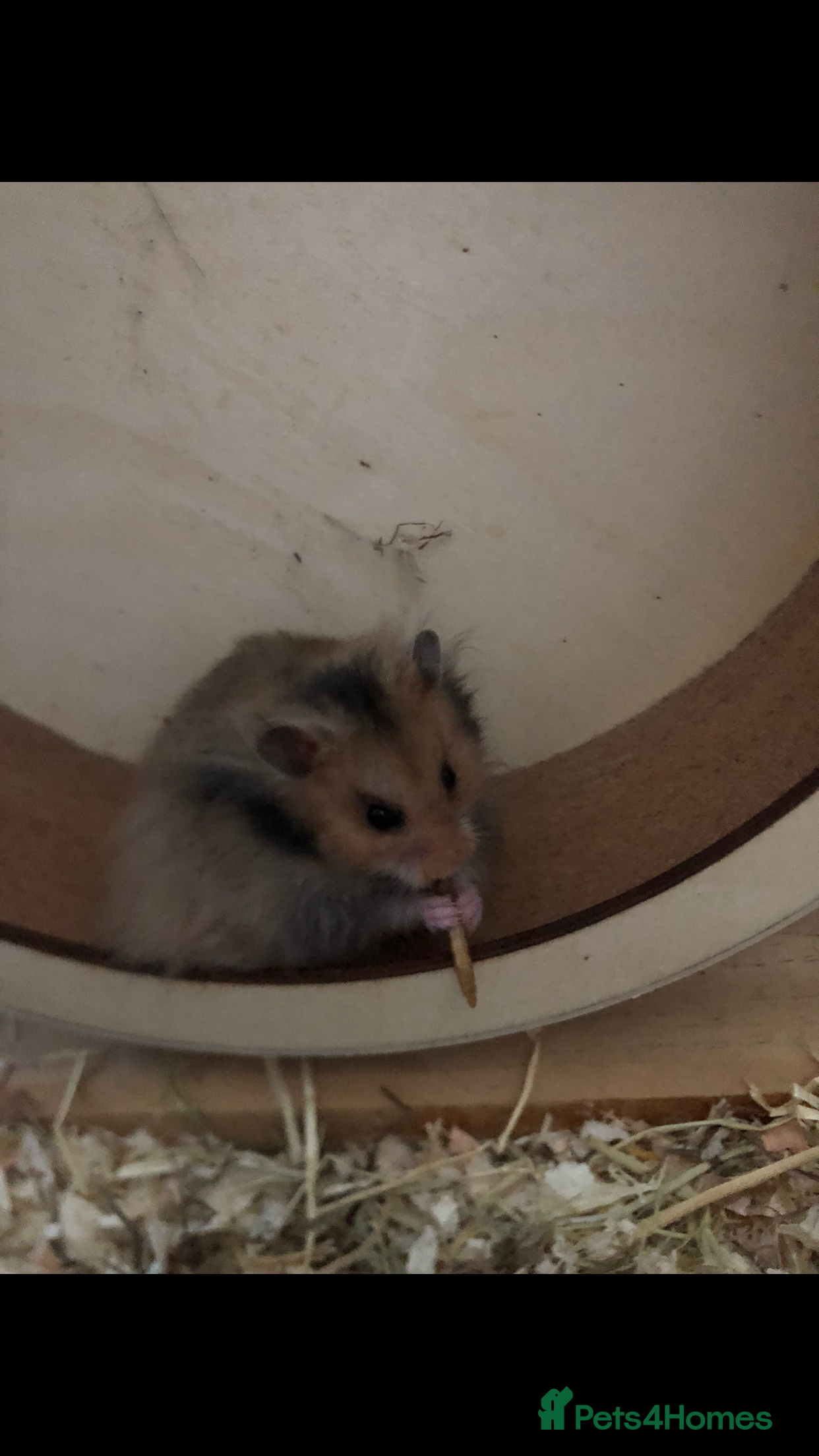 Hamster rodents long haired brown male hamster  - Advert 3