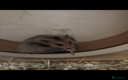 Hamster rodents for sale: long haired brown male hamster  - Image 1
