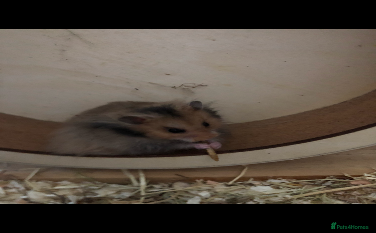 Hamster rodents - Advert 1