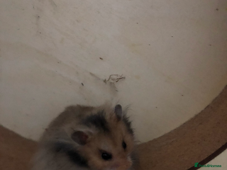 Hamster rodents - Advert 4