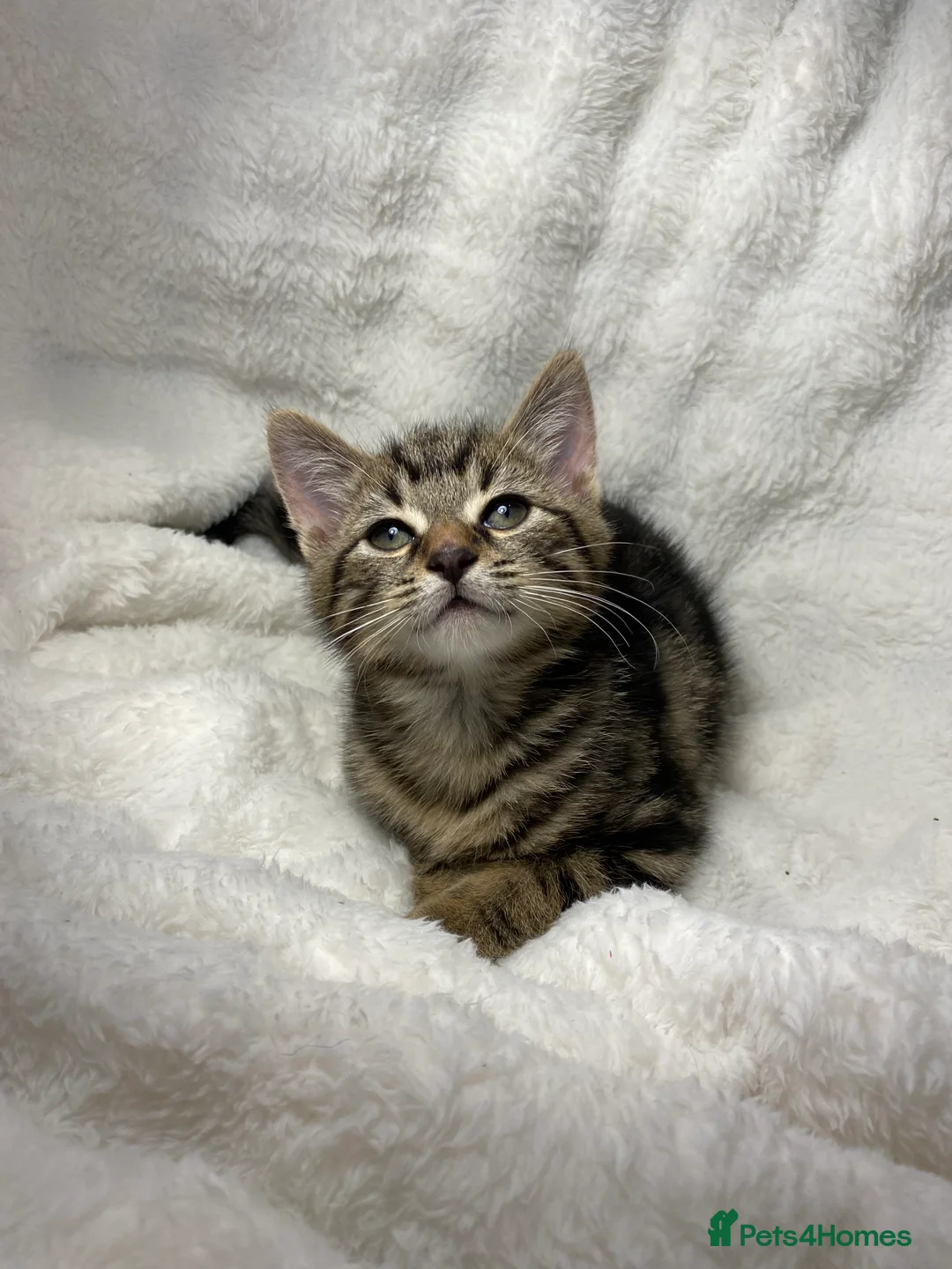 Mixed Breed cats for sale: Adorable Kitten Awaiting His Forever Home🏡 - Advert 1