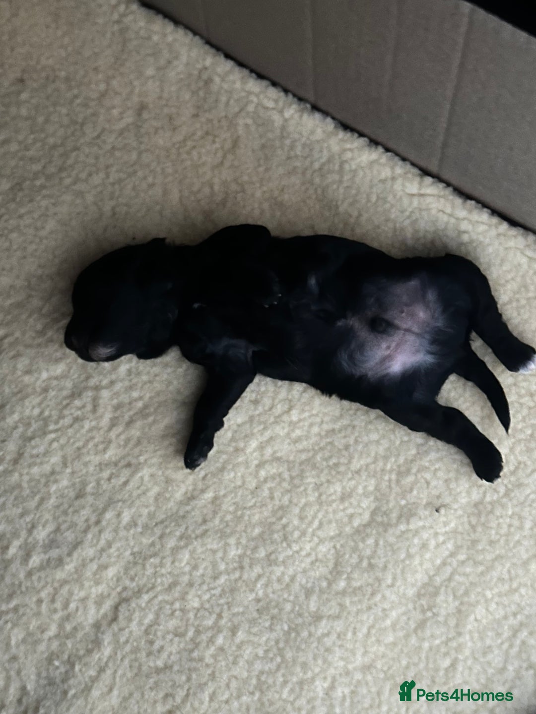 Cockapoo dogs for sale: Adorable F1B Cockapoo Puppies ready 6th November - Image 5