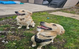 Golden Retriever dogs for sale: Beautiful golden retriever puppies - Image 2