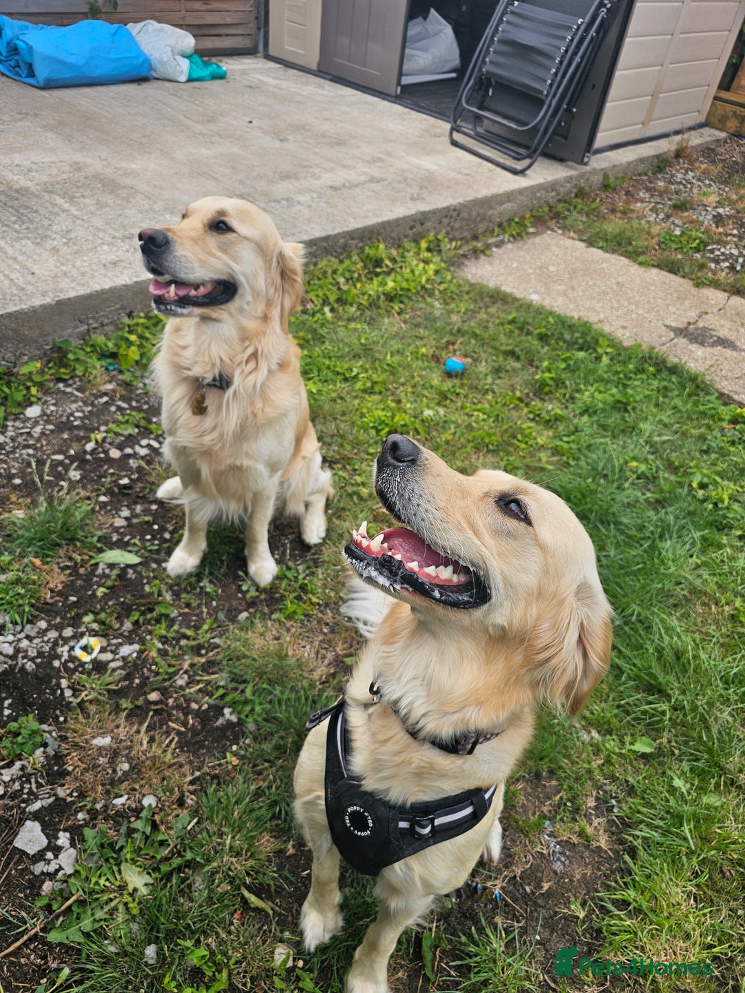 Golden Retriever dogs for sale: Beautiful golden retriever puppies - Image 2