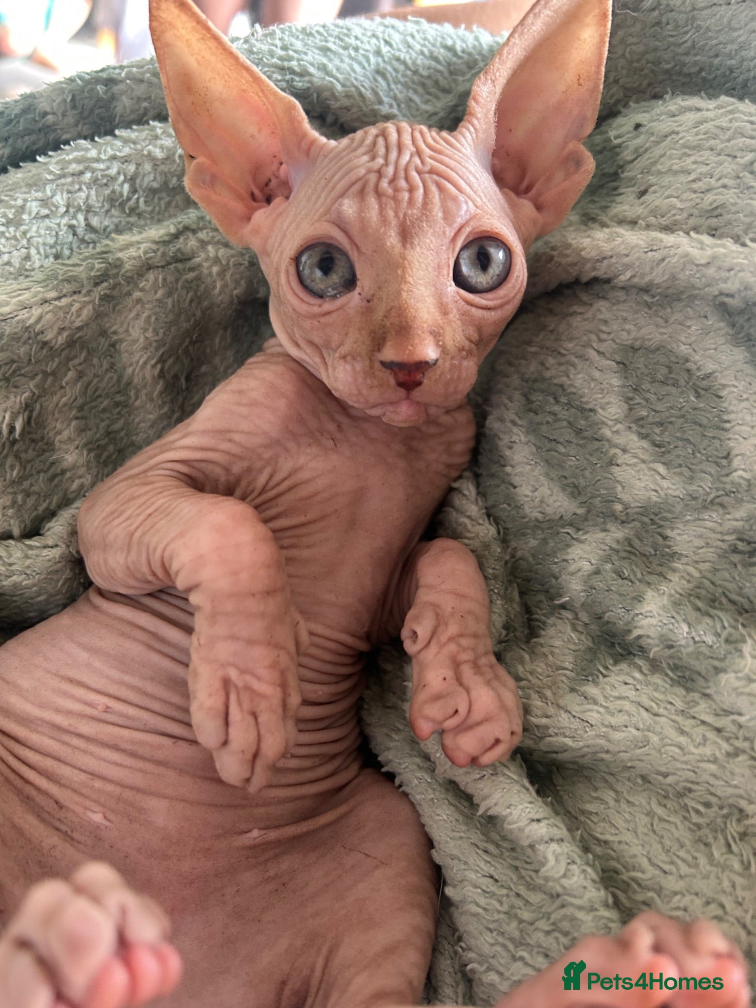 Sphynx cats Red Canadian sphynx - Advert 17