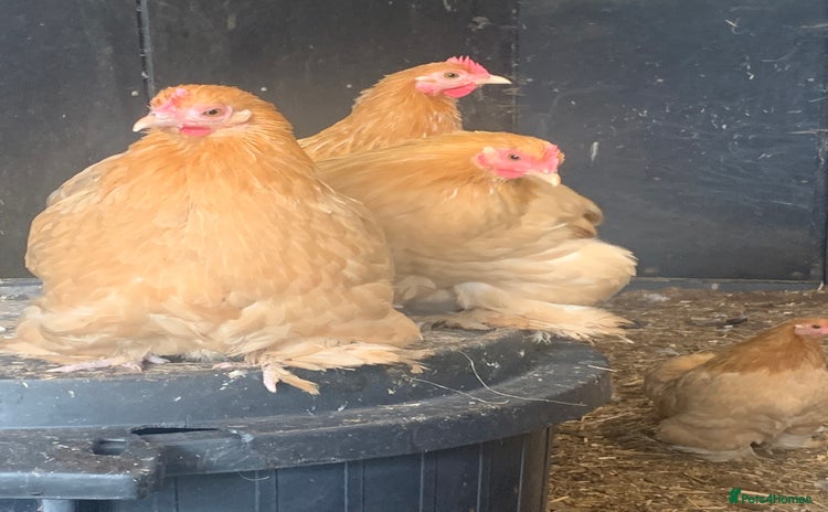 Chickens poultry - Advert 2