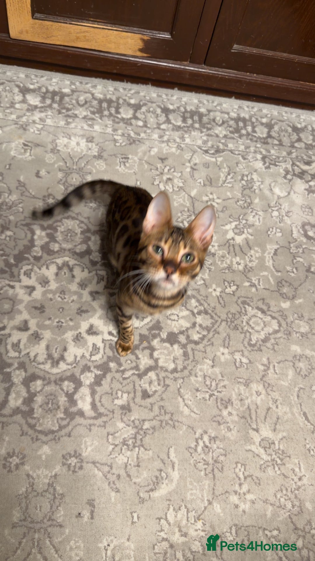 Bengal cats for sale: Last male TICA REGISTERED  - Advert 4