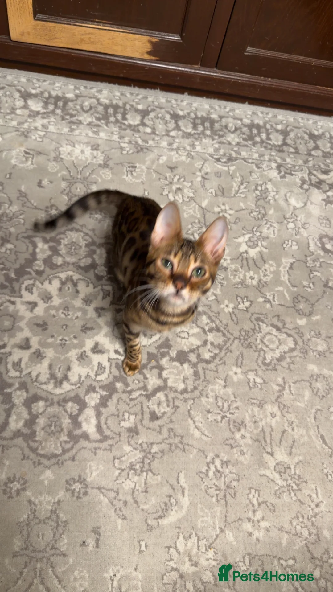 Bengal cats for sale: Last male TICA REGISTERED  - Advert 4