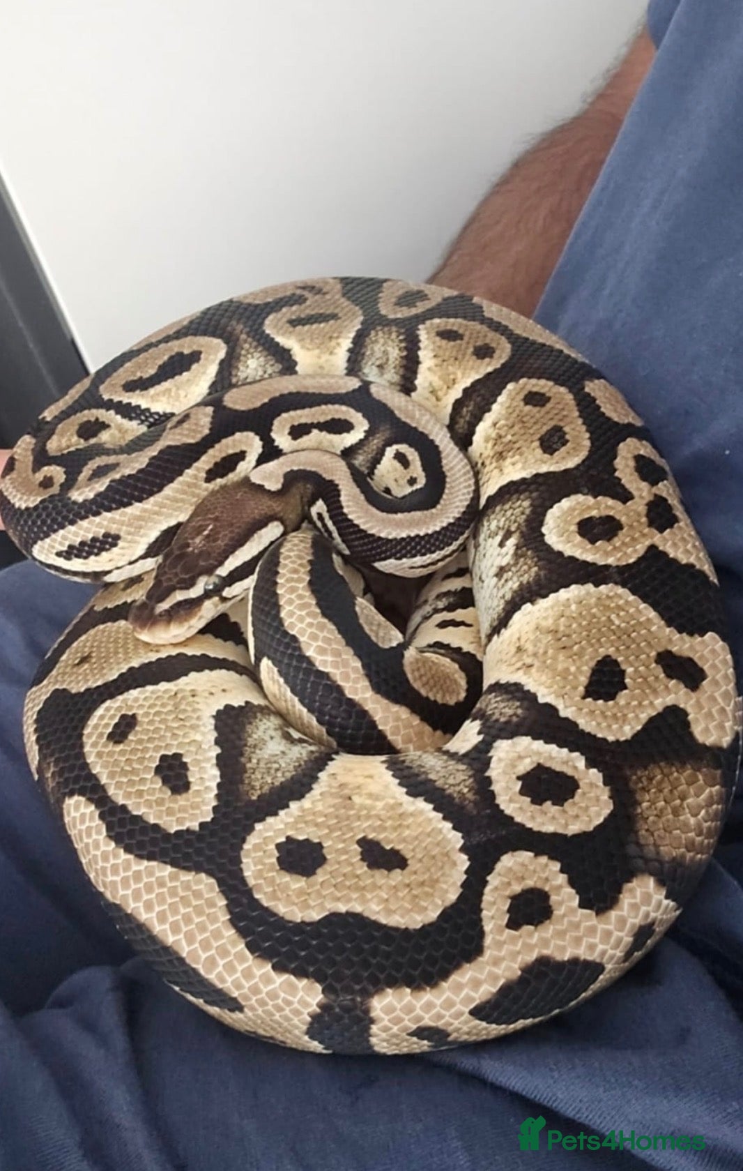 Python Snake reptiles Female Ball Python with entire setup- Hand Tamed - Advert 2