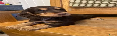 Cocker Spaniel 7