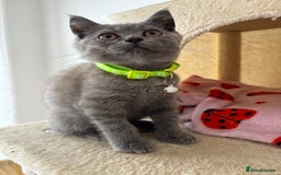 British Shorthair cats for sale: 🐾 2 Adorable Male British Shorthair Kittens🐾 - Image 5