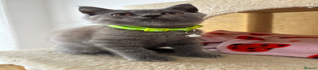 British Shorthair Kitten 2