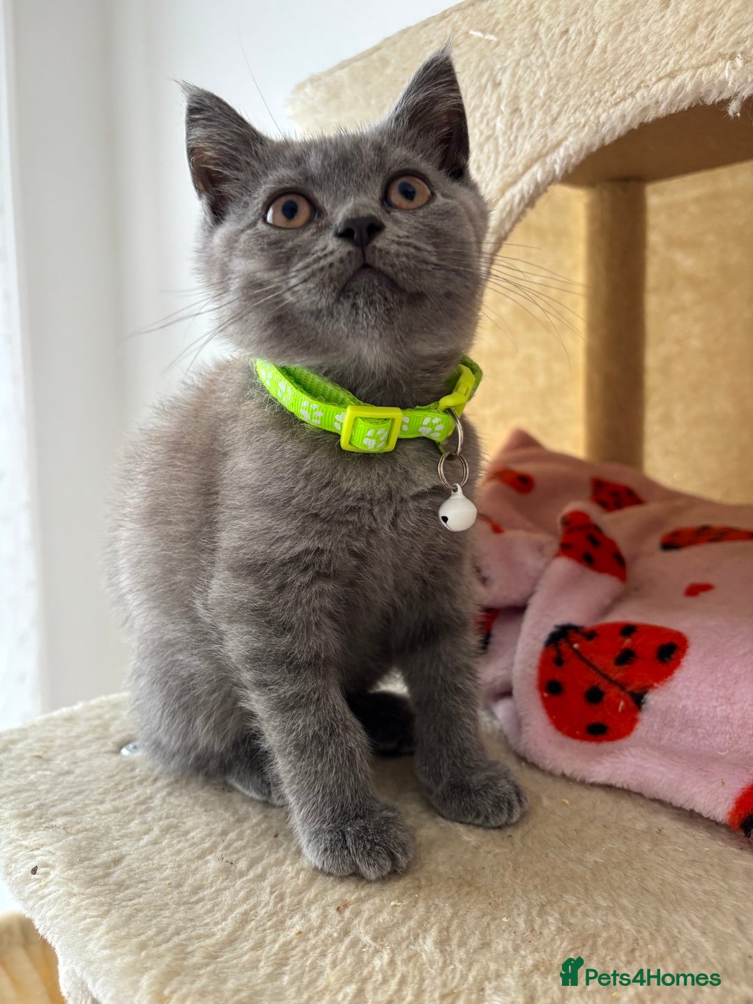 British Shorthair cats for sale: 🐾 2 Adorable Male British Shorthair Kittens🐾 - Image 5