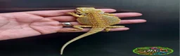 Bearded Dragon reptiles for sale: Bearded dragon Holdback release at HT exotics! - Advert 21