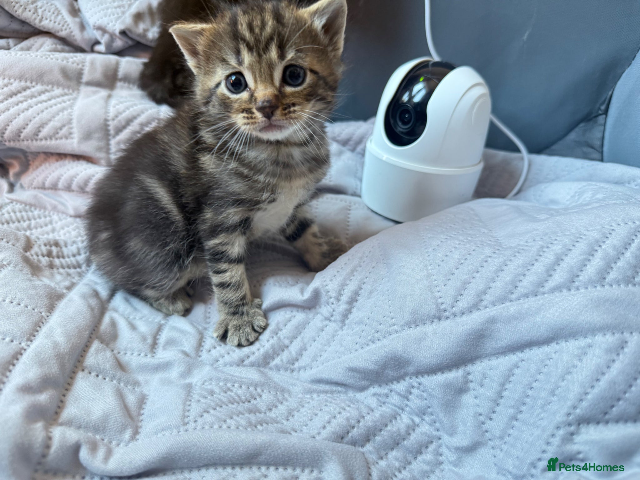 Mixed Breed cats Exceptional MaineCoonCrossKittensReady to Reserve  - Advert 1