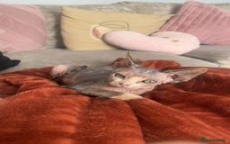 Sphynx cats for sale: Sphynx  - Image 3