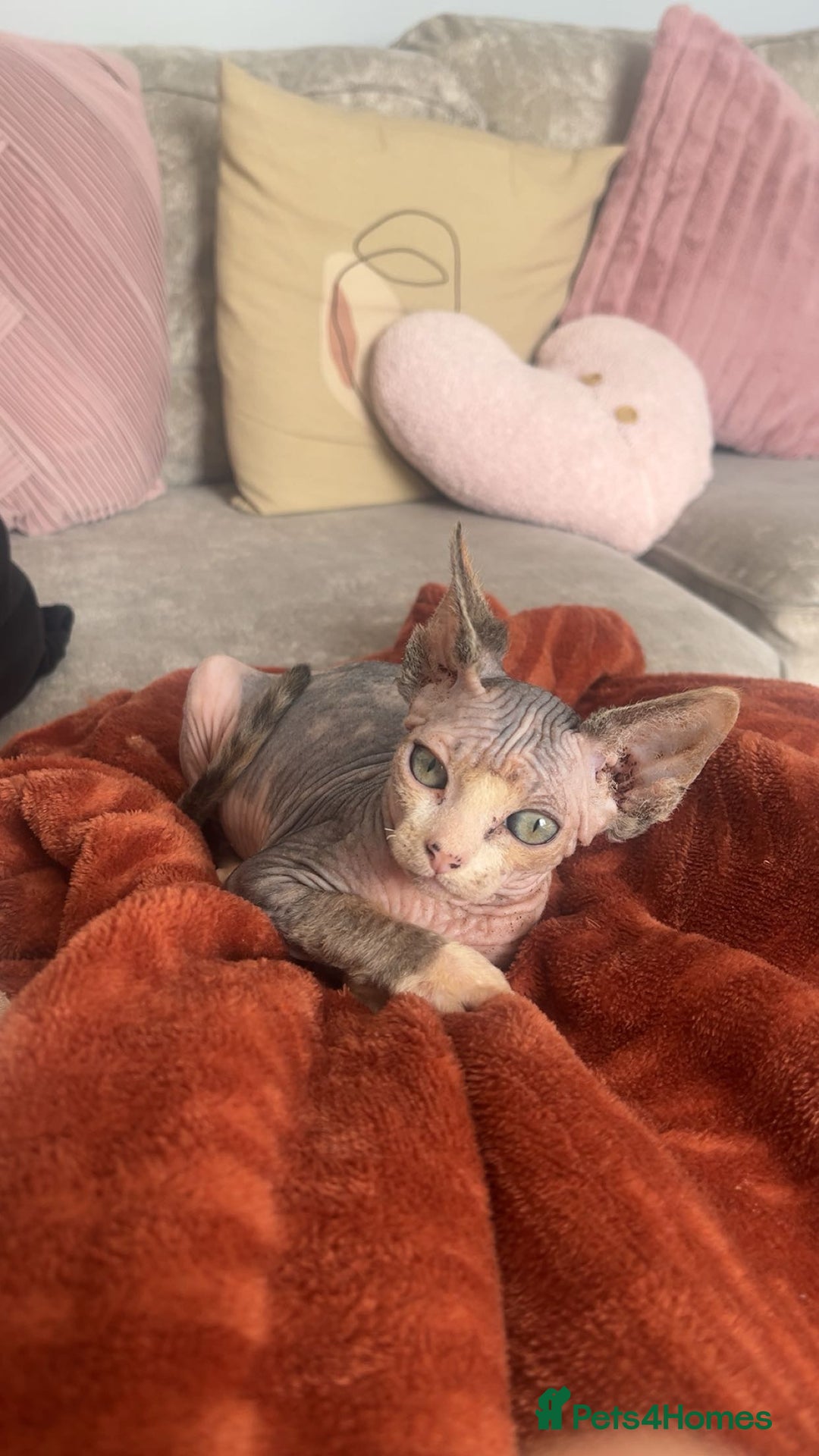 Sphynx cats for sale: Sphynx  - Image 3