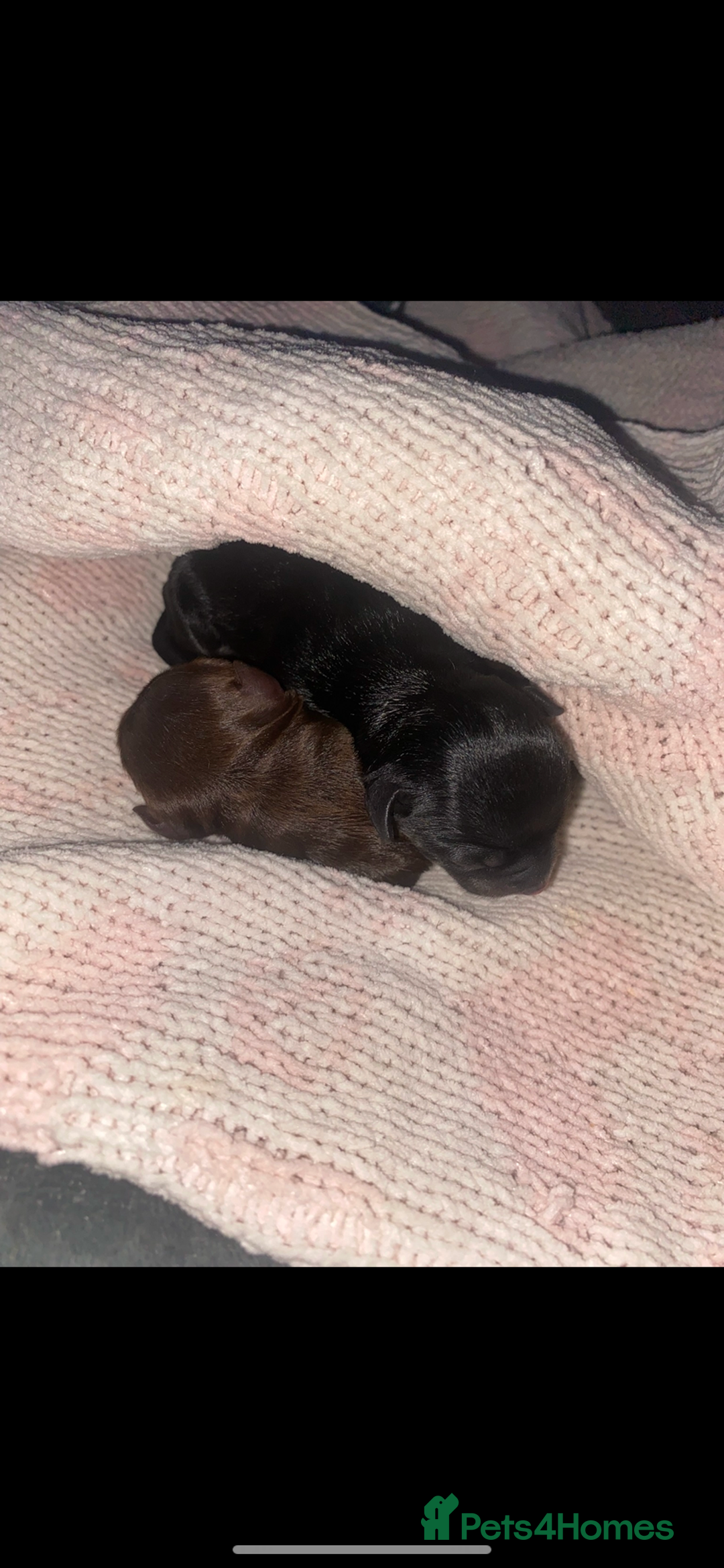 Chihuahua dogs for sale: Chihuahua - Full breed puppies - Image 16