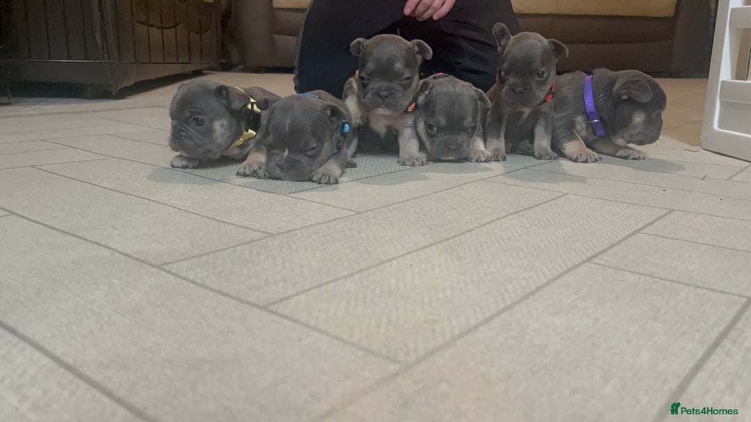 French Bulldog dogs for sale: Cutest frenchies pups  - Advert 7