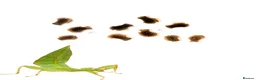 Stick Insects invertebrates for sale: Green Leaf Insect Eggs - Advert 4