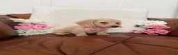Miniature Dachshund dogs for sale: Pure English Cream Miniature Dachshund  - Advert 22