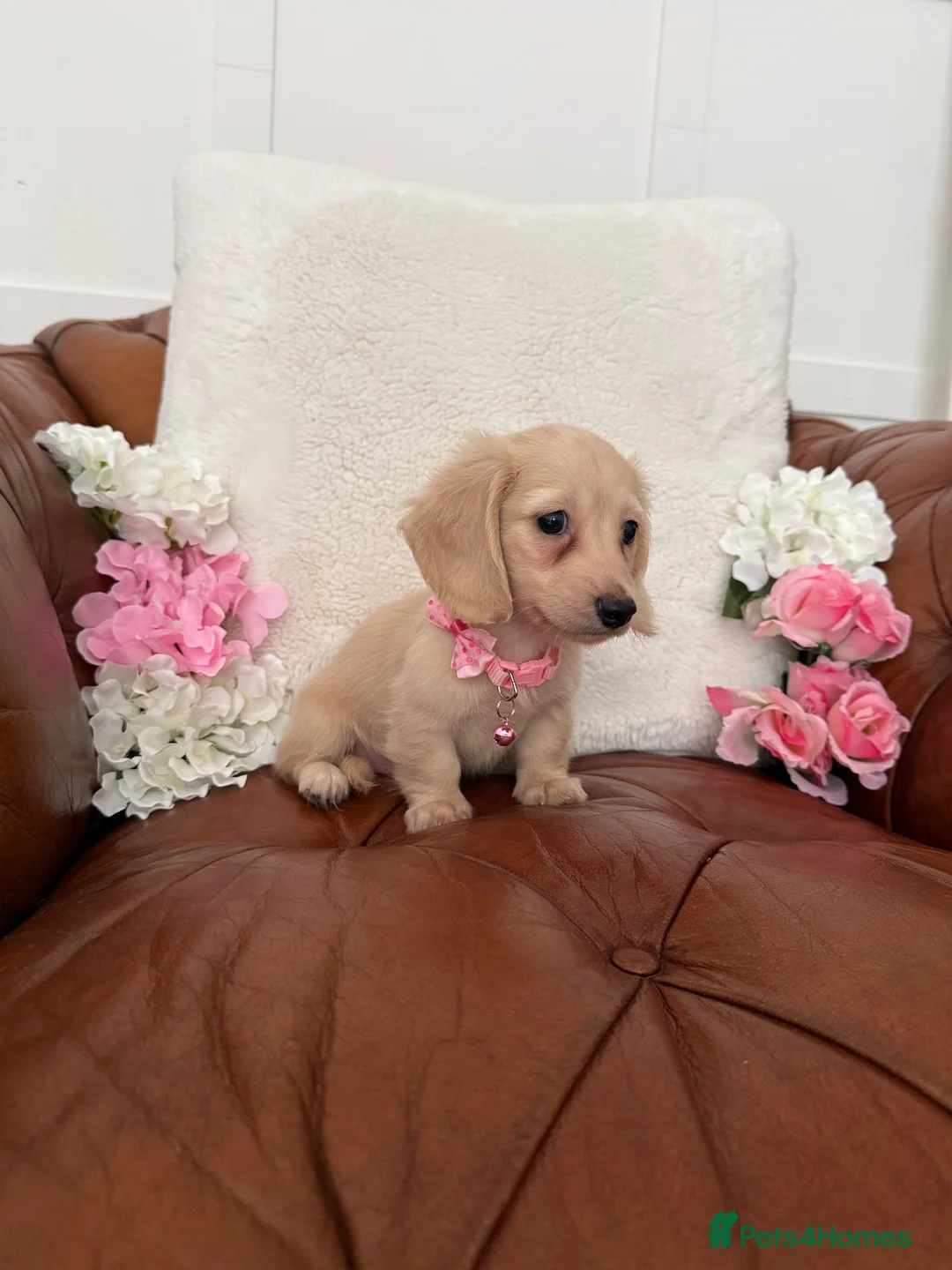 Miniature Dachshund dogs for sale: Pure English Cream Miniature Dachshund  - Advert 22