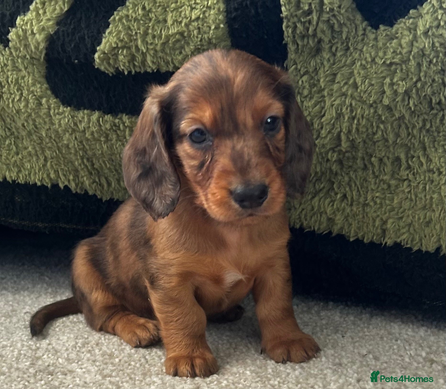 Dachshund dogs STANDARD KC REG LONGHAIRED DACHSHUNDS  - Advert 2