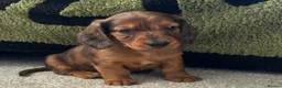 Dachshund dogs for sale: STANDARD KC REG LONGHAIRED DACHSHUNDS  - Advert 2