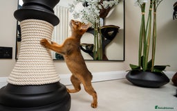 Abyssinian cats for sale:  Champions  Line Romeo-TICA reg. Abyssinian Beauty - Image 16