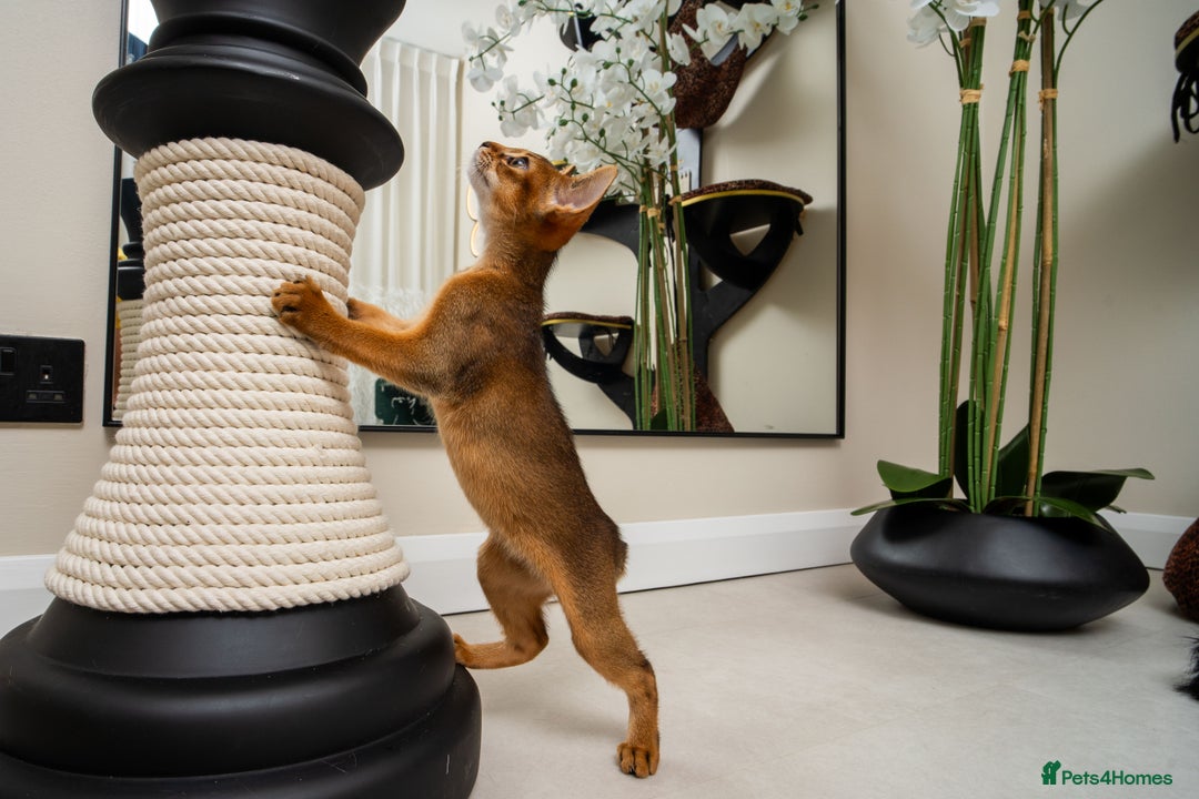 Abyssinian cats for sale:  Champions  Line Romeo-TICA reg. Abyssinian Beauty - Image 16