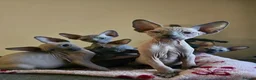 Sphynx cats for sale: Sphynx Boys Looking for Their New Homes 🐾 in Milton Keynes - Advert 3